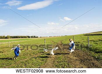 Banco de Imagem - meninas,  perseguindo, 
 gansos. fotosearch 
- busca de fotos, 
imagens e clipart