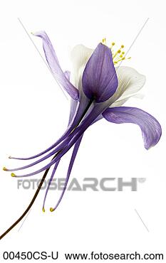 Banco de Imagem - columbine,  aquilegia. 
fotosearch - busca 
de fotos, imagens 
e clipart