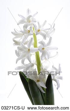 Banco de Imagem - hyacinthe,  fim, 
 cima. fotosearch 
- busca de fotos, 
imagens e clipart