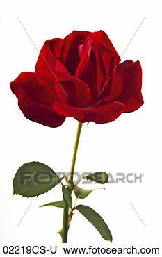Stock Photo - rose, rosa. fotosearch 
- search stock 
photos, pictures, 
images, and photo 
clipart