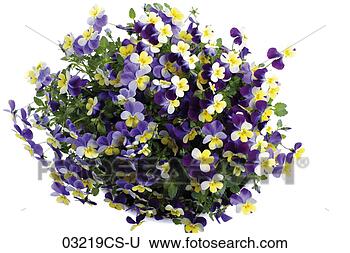 Banco de Imagem - viola,  cornuta, 
 elevado,  vista. 
fotosearch - busca 
de fotos, imagens 
e clipart
