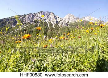 Stock Photography - austria, alps, 
meadow full of 
flowers. fotosearch 
- search stock 
photos, pictures, 
images, and photo 
clipart