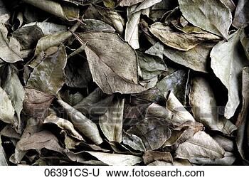 Stock Photo - dried curry leaves, 
close-up. fotosearch 
- search stock 
photos, pictures, 
images, and photo 
clipart