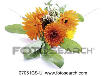 Banco de Imagem - calendula,  close-up. 
fotosearch - busca 
de fotos, imagens 
e clipart