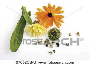 Banco de Imagem - calendula,  close-up. 
fotosearch - busca 
de fotos, imagens 
e clipart