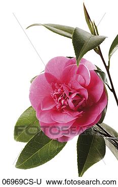 Banco de Imagem - camélia,  (camellia, 
 japonica),  close-up. 
fotosearch - busca 
de fotos, imagens 
e clipart