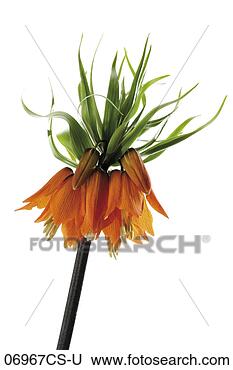 Banco de Imagem - coroa,  imperial, 
 (fritillaria, 
 imperialis), 
 close-up. fotosearch 
- busca de fotos, 
imagens e clipart