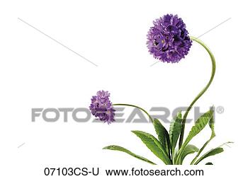 Banco de Imagem - drumstick,  primula, 
 close-up. fotosearch 
- busca de fotos, 
imagens e clipart