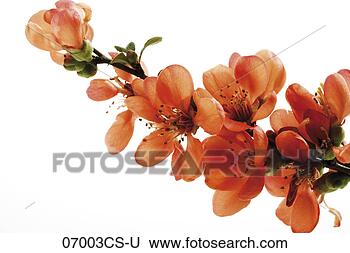 Banco de Imagem - flores,  florescendo, 
 marmelo,  (chaenomeles), 
 close-up. fotosearch 
- busca de fotos, 
imagens e clipart