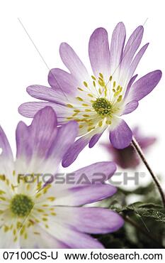 Banco de Imagem - grego,  windflower, 
 close-up. fotosearch 
- busca de fotos, 
imagens e clipart