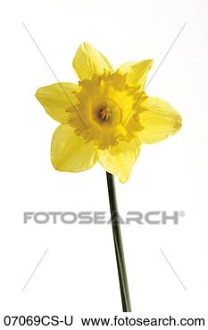 Banco de Imagem - narciso,  close-up. 
fotosearch - busca 
de fotos, imagens 
e clipart