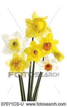 Banco de Imagem - narcisos silvestres, 
 close-up. fotosearch 
- busca de fotos, 
imagens e clipart