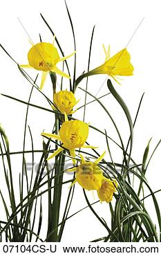 Banco de Imagem - narcisos silvestres, 
 close-up. fotosearch 
- busca de fotos, 
imagens e clipart