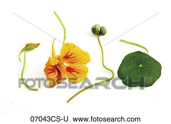 Banco de Imagem - nasturtium,  (tropaeolum, 
 majus),  close-up. 
fotosearch - busca 
de fotos, imagens 
e clipart
