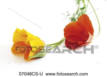 Banco de Imagem - papoula,  flores, 
 papaver,  nudicaule, 
 close-up. fotosearch 
- busca de fotos, 
imagens e clipart