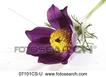 Banco de Imagem - pasqueflower, 
 close-up. fotosearch 
- busca de fotos, 
imagens e clipart