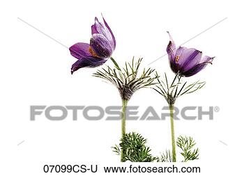Banco de Imagem - pasqueflowers, 
 close-up. fotosearch 
- busca de fotos, 
imagens e clipart