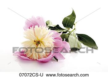 Banco de Imagem - peony,  close-up. 
fotosearch - busca 
de fotos, imagens 
e clipart