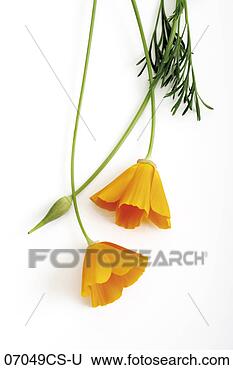 Stock Photo - poppy flowers, 
papaver nudicaule, 
close-up. fotosearch 
- search stock 
photos, pictures, 
images, and photo 
clipart