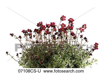 Banco de Imagem - saxifraga-arendsii-hybrids, 
 close-up. fotosearch 
- busca de fotos, 
imagens e clipart