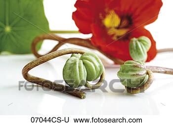 Banco de Imagem - semente,  navios, 
 nasturtium,  
(tropaeolum,  
majus),  close-up. 
fotosearch - busca 
de fotos, imagens 
e clipart