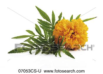 Banco de Imagem - tagetes,  close-up. 
fotosearch - busca 
de fotos, imagens 
e clipart