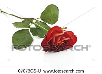 Banco de Imagem - vermelho,  rosa, 
 close-up. fotosearch 
- busca de fotos, 
imagens e clipart