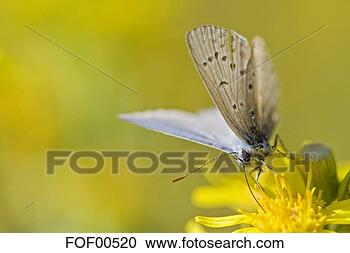 Arquivo de Fotografias - comum,  azul, 
 borboleta,  (polyommatus, 
 icarus),  descansar, 
 flor. fotosearch 
- busca de fotos, 
imagens e clipart