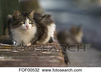 Banco de Imagem - gato,  mentindo, 
 rua,  retrato. 
fotosearch - busca 
de fotos, imagens 
e clipart