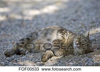 Banco de Imagem - gato,  mentindo, 
 rua,  retrato. 
fotosearch - busca 
de fotos, imagens 
e clipart