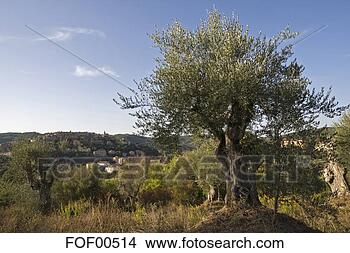 Banco de Imagem - itália,  tuscany, 
 azeitona,  árvore. 
fotosearch - busca 
de fotos, imagens 
e clipart