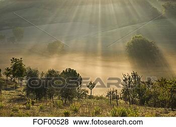 Banco de Imagem - itália,  tuscany, 
 azeitona,  árvores, 
 manhã,  névoa. 
fotosearch - busca 
de fotos, imagens 
e clipart