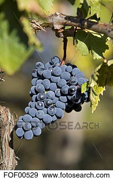 Arquivo Fotográficos - itália,  tuscany, 
 grupos,  uvas, 
 vinhedo. fotosearch 
- busca de fotos, 
imagens e clipart