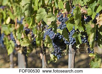 Arquivo de Fotografias - itália,  tuscany, 
 grupos,  uvas, 
 vinhedo. fotosearch 
- busca de fotos, 
imagens e clipart