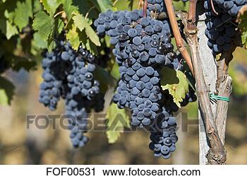 Arquivo de Fotografia - itália,  tuscany, 
 grupos,  uvas, 
 vinhedo. fotosearch 
- busca de fotos, 
imagens e clipart