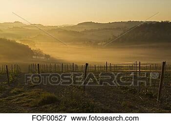 Foto - itália,  tuscany, 
 vinhedo,  manhã, 
 névoa. fotosearch 
- busca de fotos, 
imagens e clipart