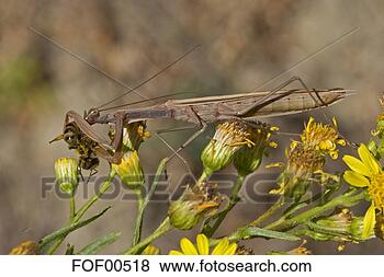 Banco de Imagem - orando,  mantis, 
 (mantis,  religiosa), 
 close-up. fotosearch 
- busca de fotos, 
imagens e clipart
