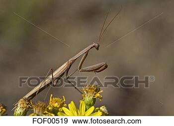 Arquivo Fotográficos - orando,  mantis, 
 (mantis,  religiosa), 
 close-up. fotosearch 
- busca de fotos, 
imagens e clipart