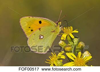 Foto - pálido,  nublado, 
 amarela,  borboleta, 
 (colias,  hyale), 
 flor. fotosearch 
- busca de fotos, 
imagens e clipart