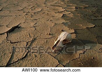 Stock Photography - animal skull on 
parched earth. 
fotosearch - search 
stock photos, 
pictures, images, 
and photo clipart