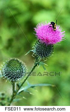 Stock Photography - bumblebee on a 
thistle. fotosearch 
- search stock 
photos, pictures, 
images, and photo 
clipart
