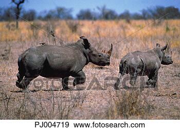 Stock Photograph - running rhinos. 
fotosearch - search 
stock photos, 
pictures, images, 
and photo clipart