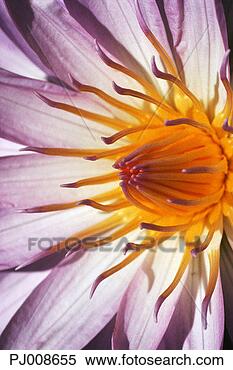 Stock Image - water lily flower. 
fotosearch - search 
stock photos, 
pictures, images, 
and photo clipart