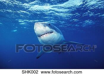 Stock Photo - great white shark. 
fotosearch - search 
stock photos, 
pictures, images, 
and photo clipart