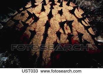 Stock Photo - spines on sea 
star. fotosearch 
- search stock 
photos, pictures, 
images, and photo 
clipart
