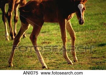 Stock Image - young foal. fotosearch 
- search stock 
photos, pictures, 
images, and photo 
clipart