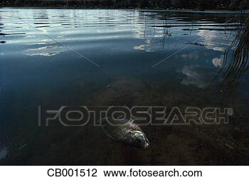 Stock Photo - dead fish floating 
in polluted river. 
fotosearch - search 
stock photos, 
pictures, images, 
and photo clipart