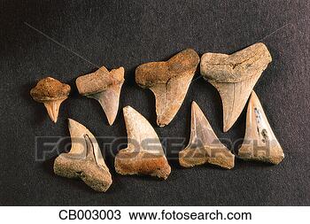 Stock Photo - fossilized shark 
teeth. fotosearch 
- search stock 
photos, pictures, 
images, and photo 
clipart