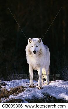 Les Quilleutes Gris-loup-debout_~CB009306