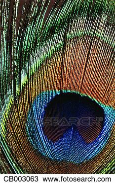 Stock Photo - peacock feather. 
fotosearch - search 
stock photos, 
pictures, images, 
and photo clipart